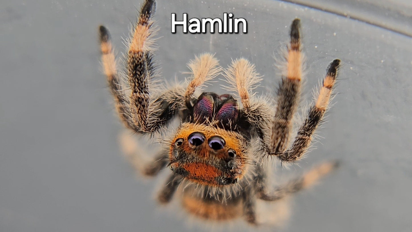 Hamlin - Female Regal