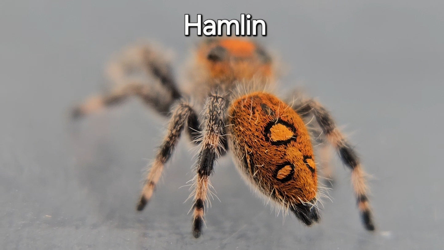 Hamlin - Female Regal