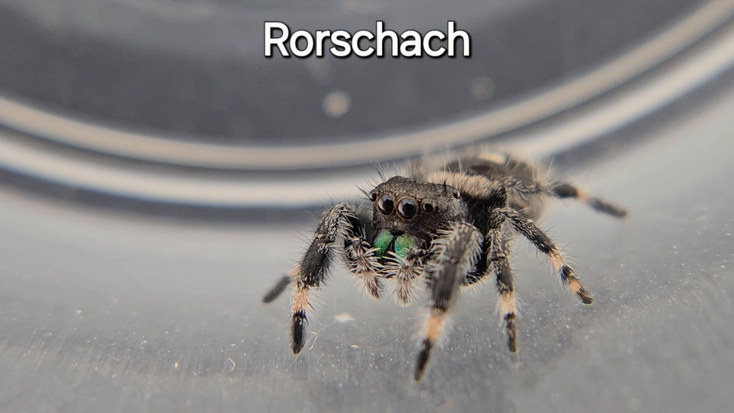 Rorschach - Male Regal