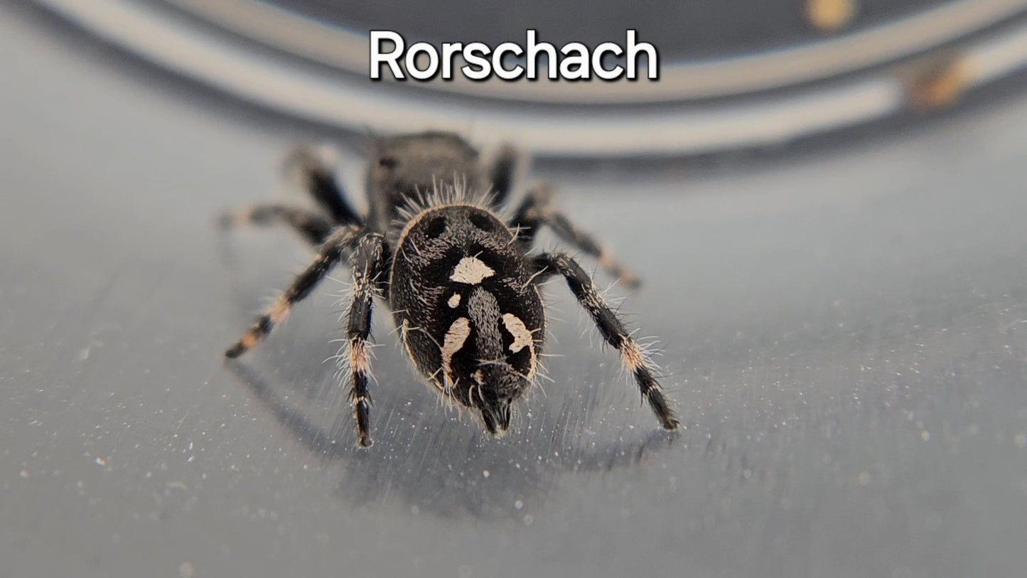 Rorschach - Male Regal