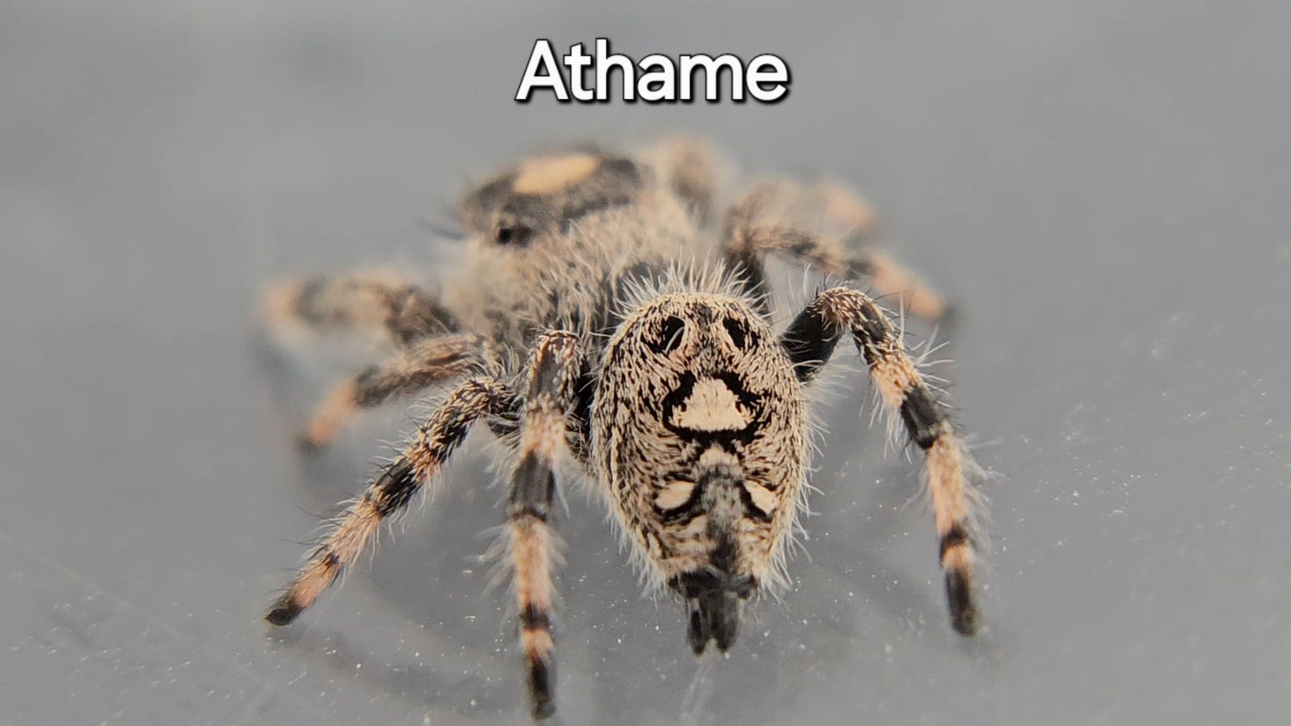 Athame - Female Regal