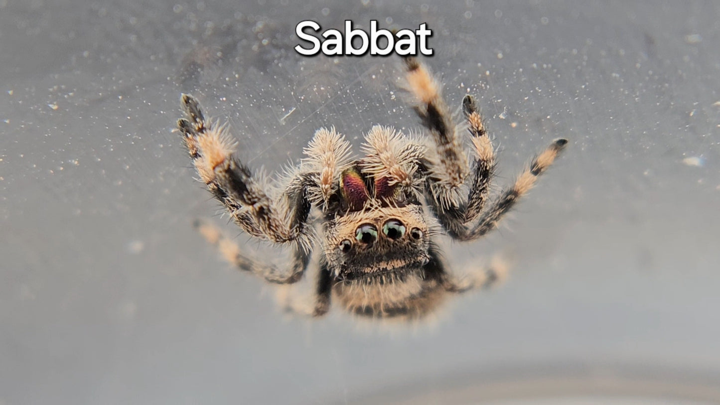 Sabbat - Female Regal
