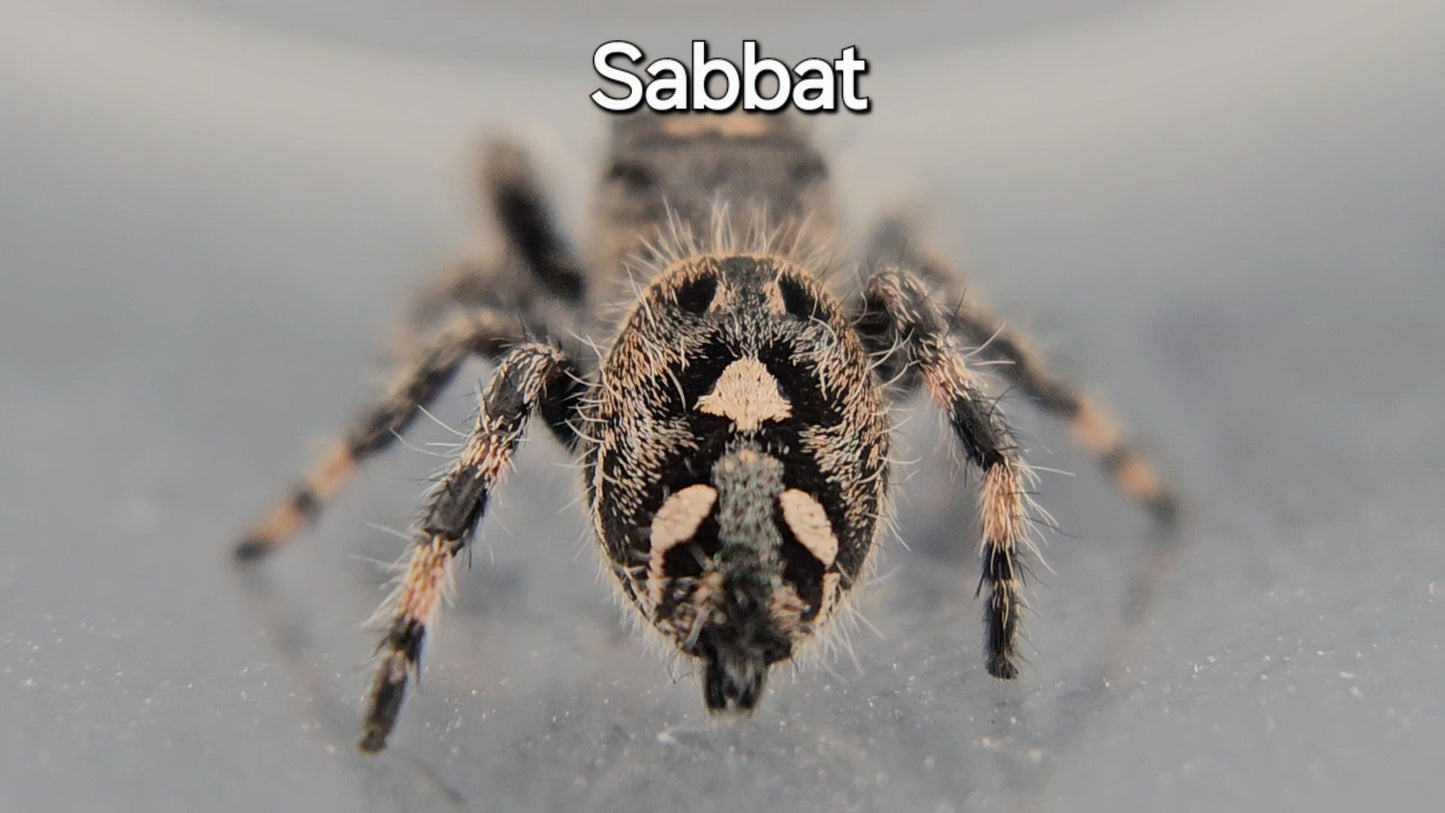 Sabbat - Female Regal