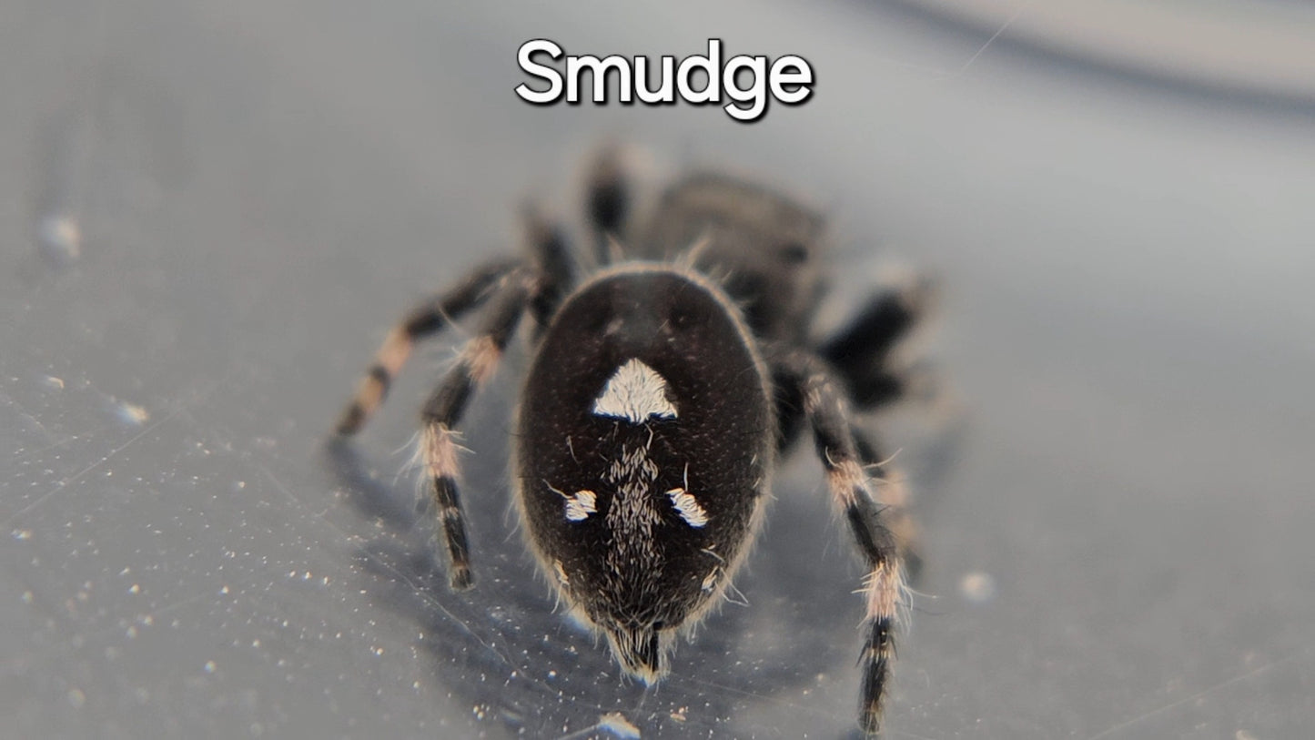Smudge - Male Regal