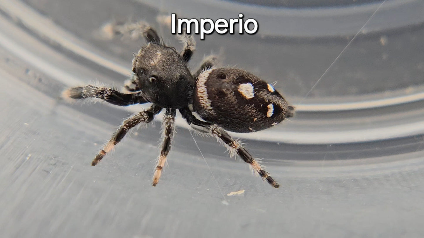 Imperio - Male Regal