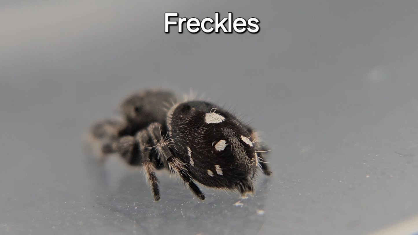 Freckles - Male Regal