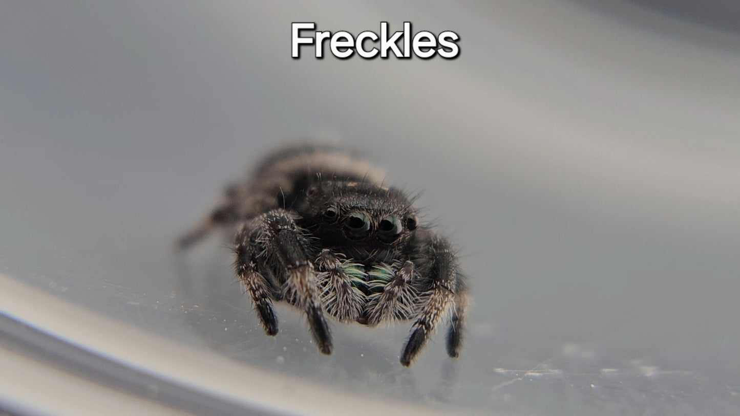 Freckles - Male Regal
