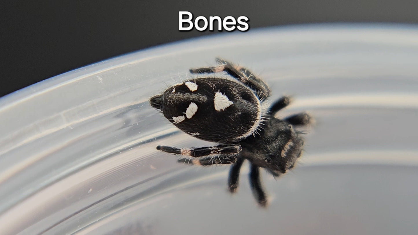 Bones - Male Regal