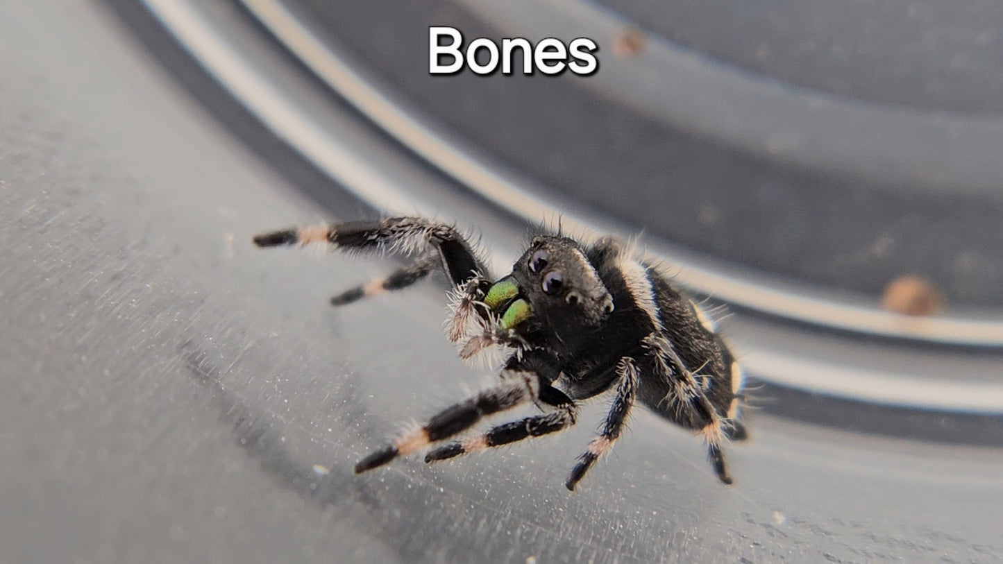 Bones - Male Regal