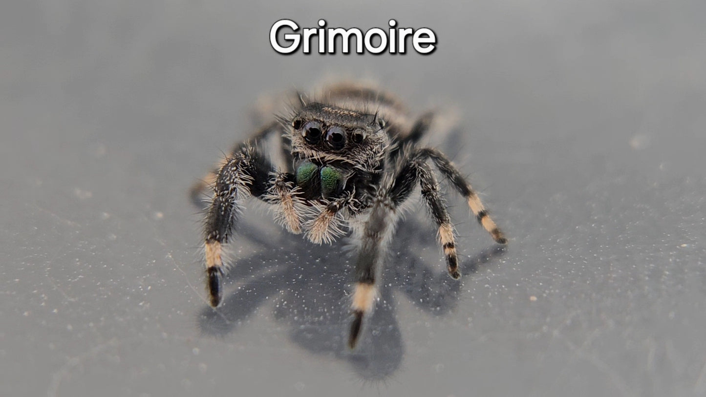 Grimoire - Male Regal