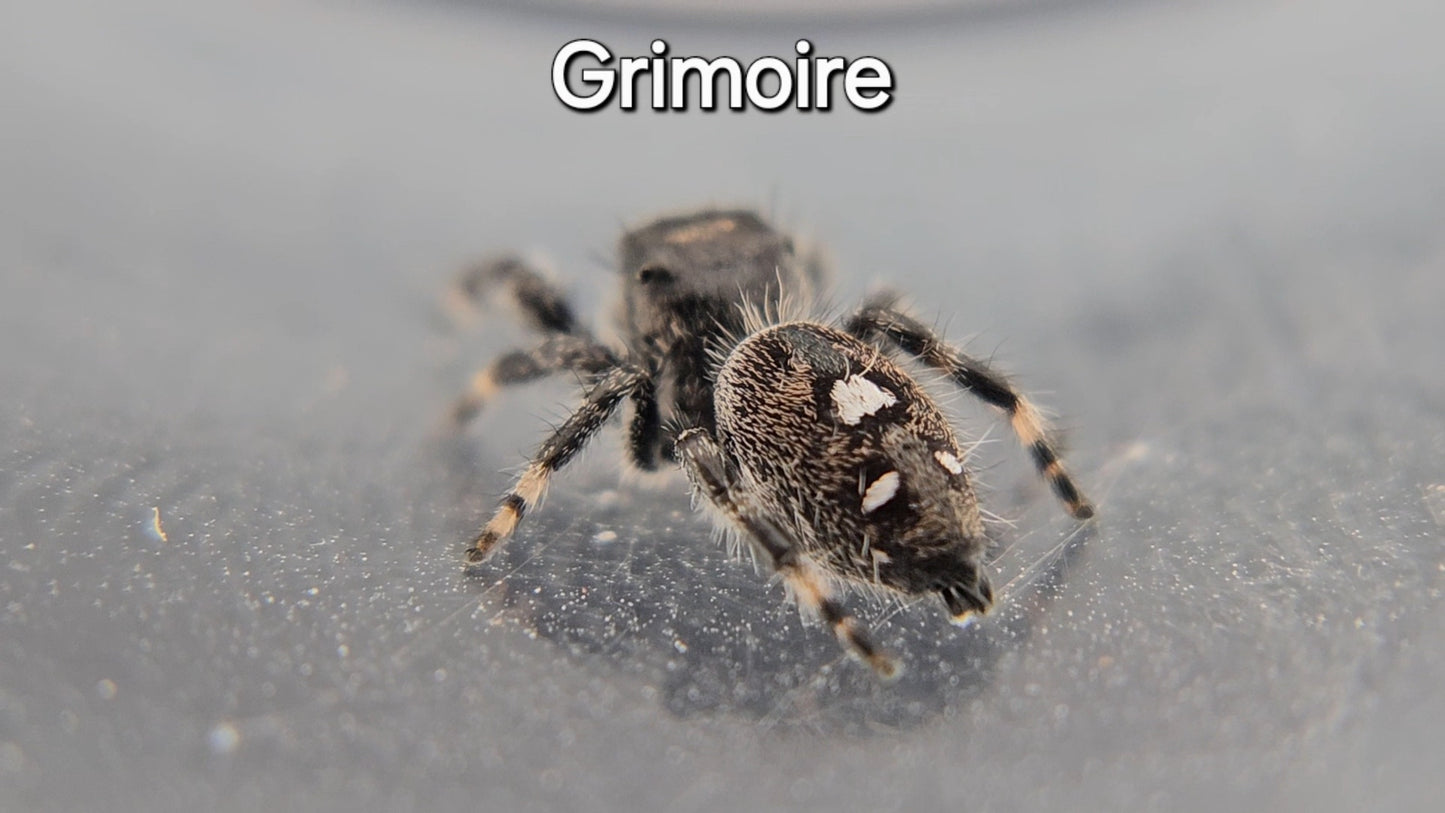 Grimoire - Male Regal