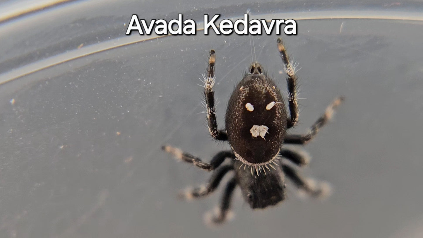 Avada Kedavra - Male Regal