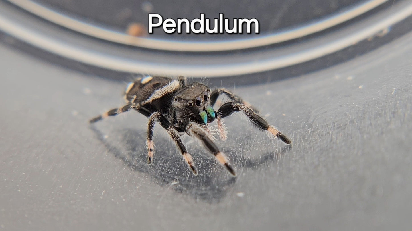 Pendulum - Male Regal
