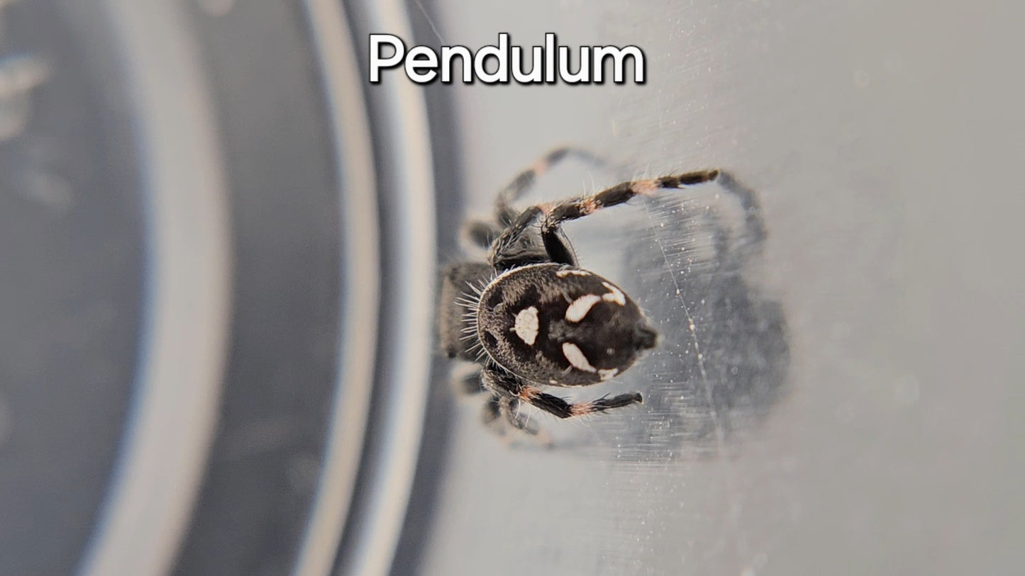 Pendulum - Male Regal