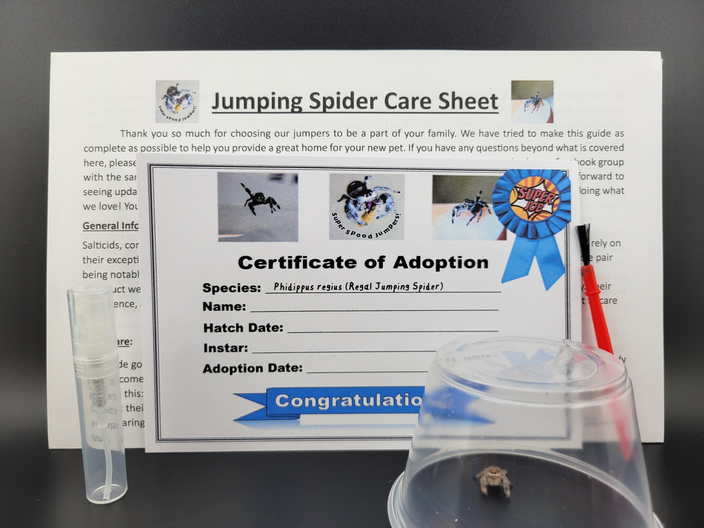 "Stunning" Female Regal Jumping Spider (Phidippus regius) Hatched January 2026