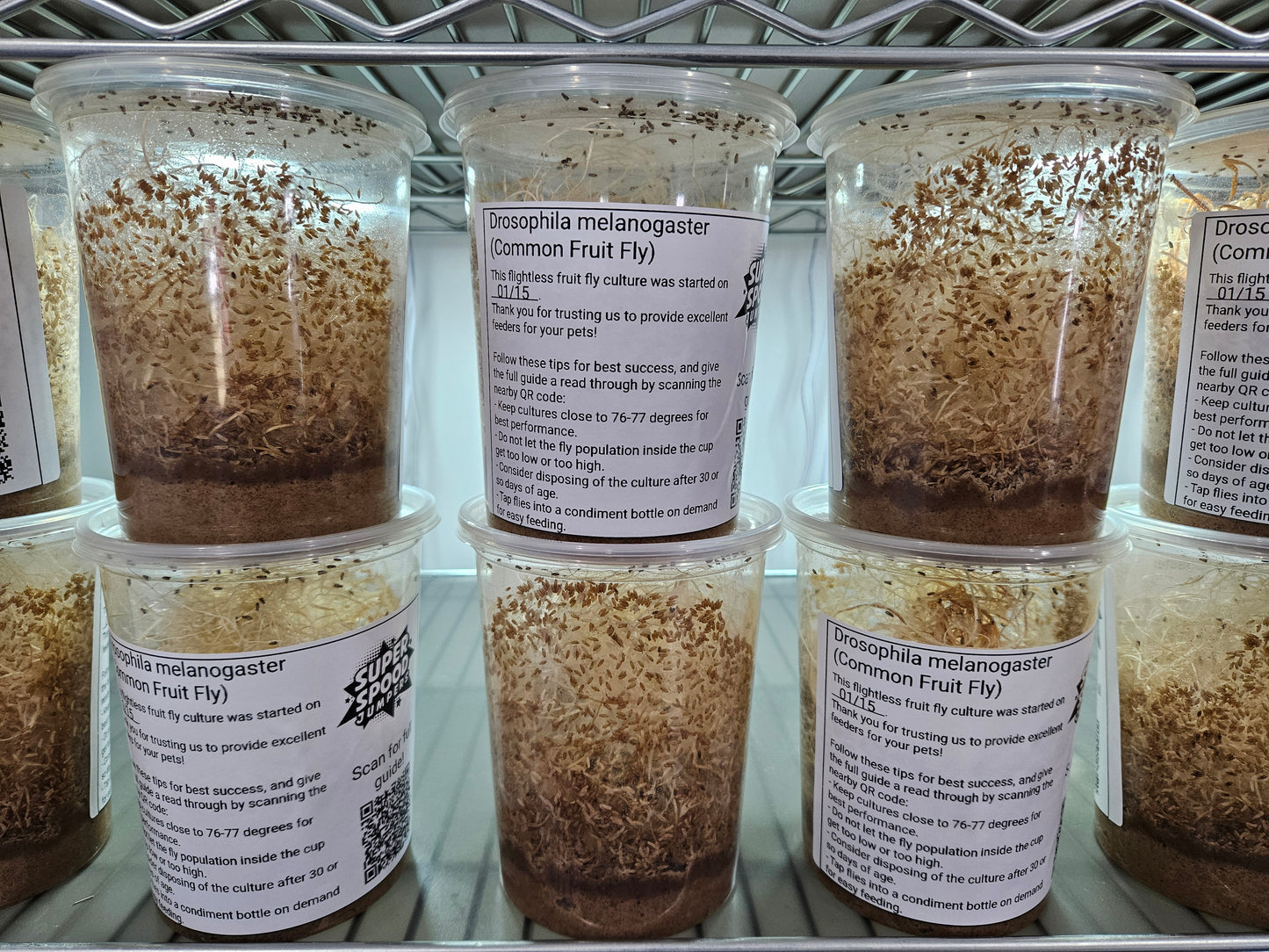 One Time Fruit Fly Culture (Free 2 Day Shipping)