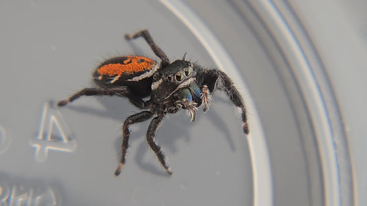 Mature female carneus (virgin)