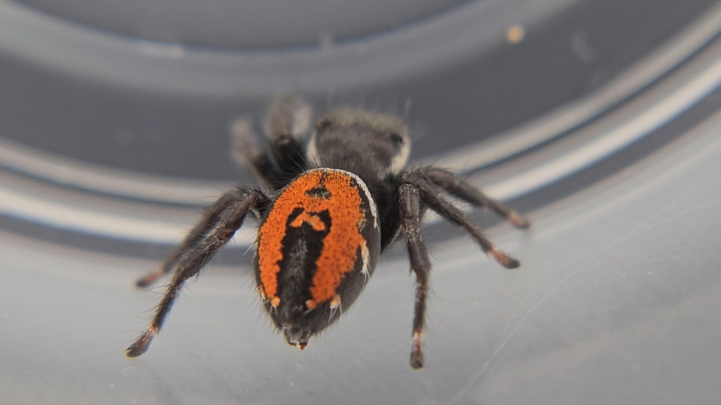 Mature female carneus (virgin)