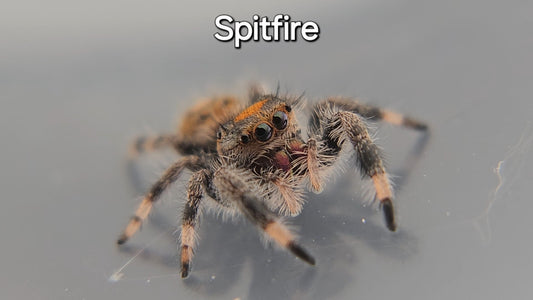 Spitfire - Female Regal