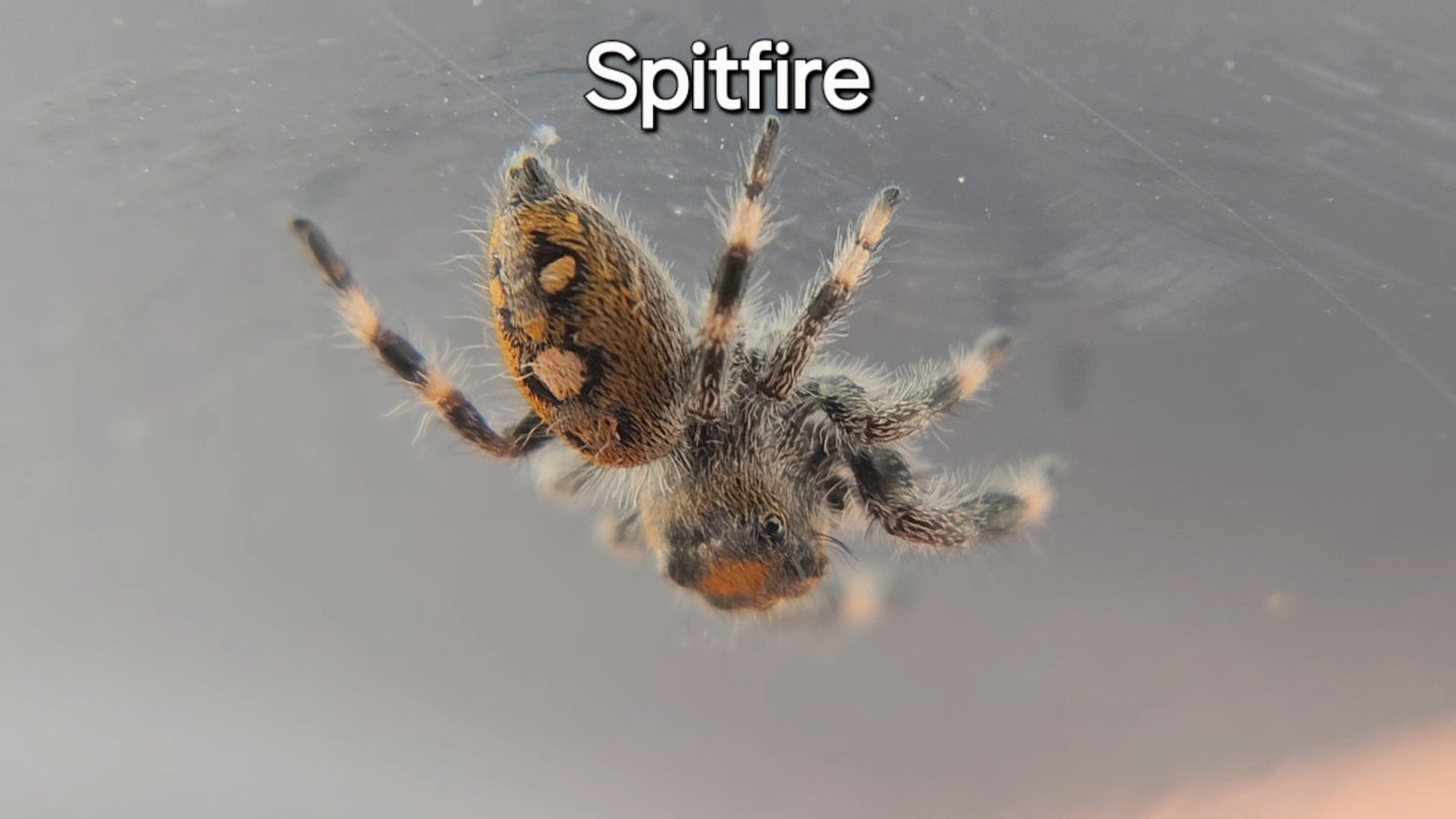 Spitfire - Female Regal
