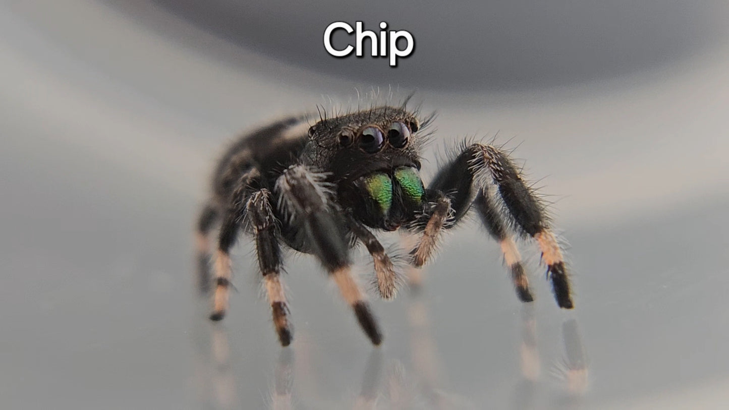 Chip - Male Regal