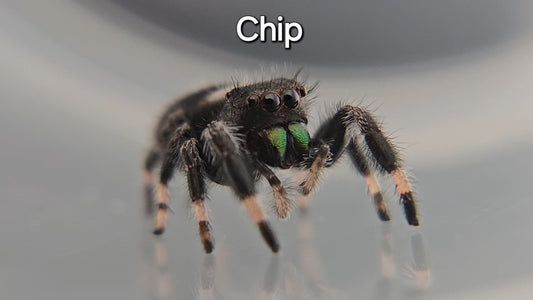 Chip - Male Regal