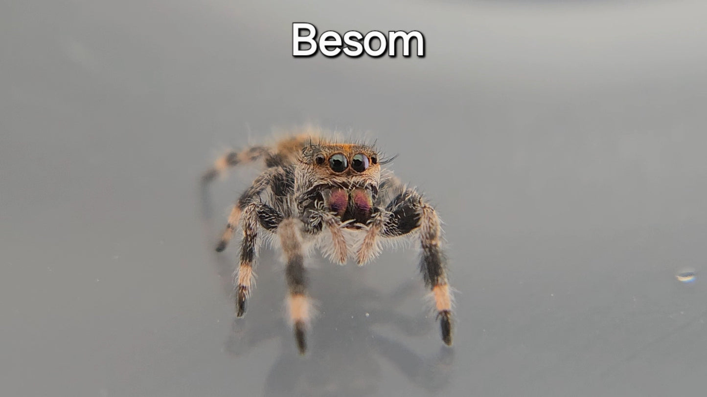 Besom - Female Regal