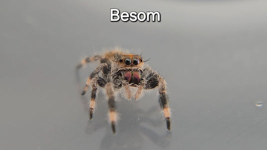Besom - Female Regal