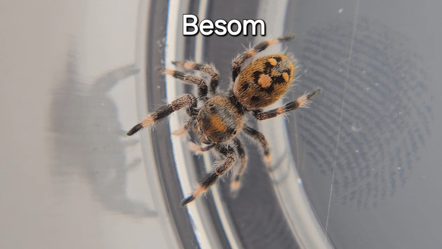 Besom - Female Regal