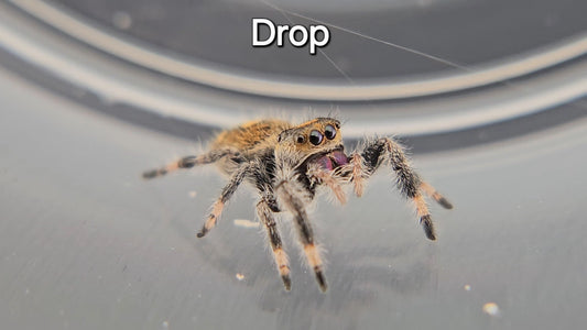 Drop - Female Regal