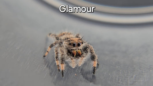 Glamour - Female Regal