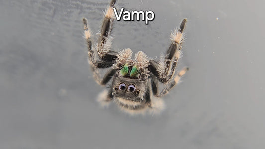Vamp - Male Regal Jumping Spider