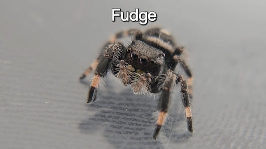Fudge - Male Regal Jumping Spider