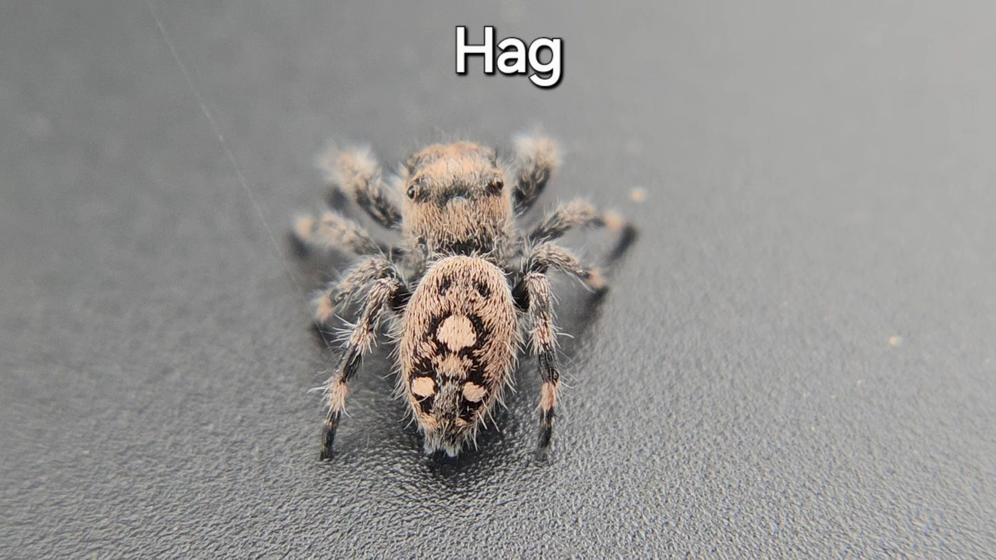 Hag - Female Regal Jumping Spider