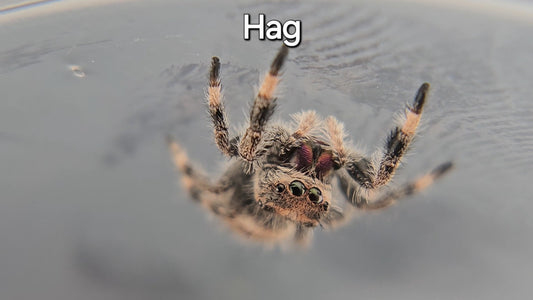 Hag - Female Regal Jumping Spider