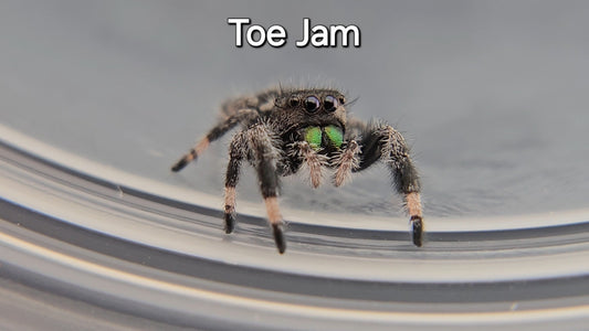 Toe Jam - Male Regal Jumping Spider