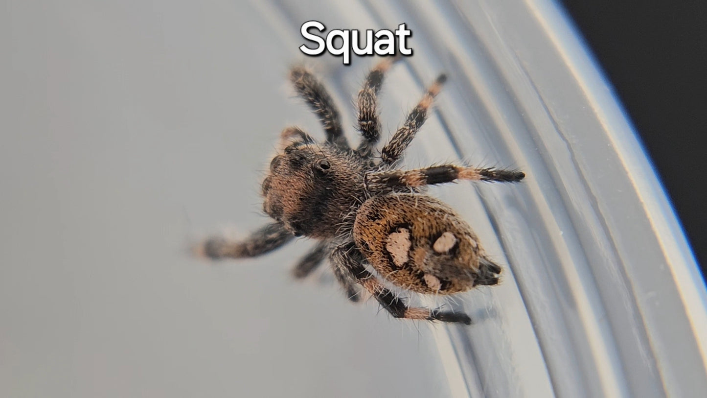 Squat - Female Regal Jumping Spider