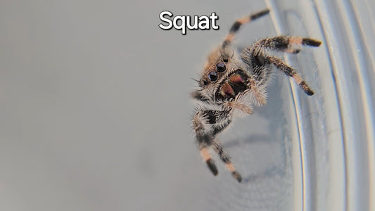 Squat - Female Regal Jumping Spider
