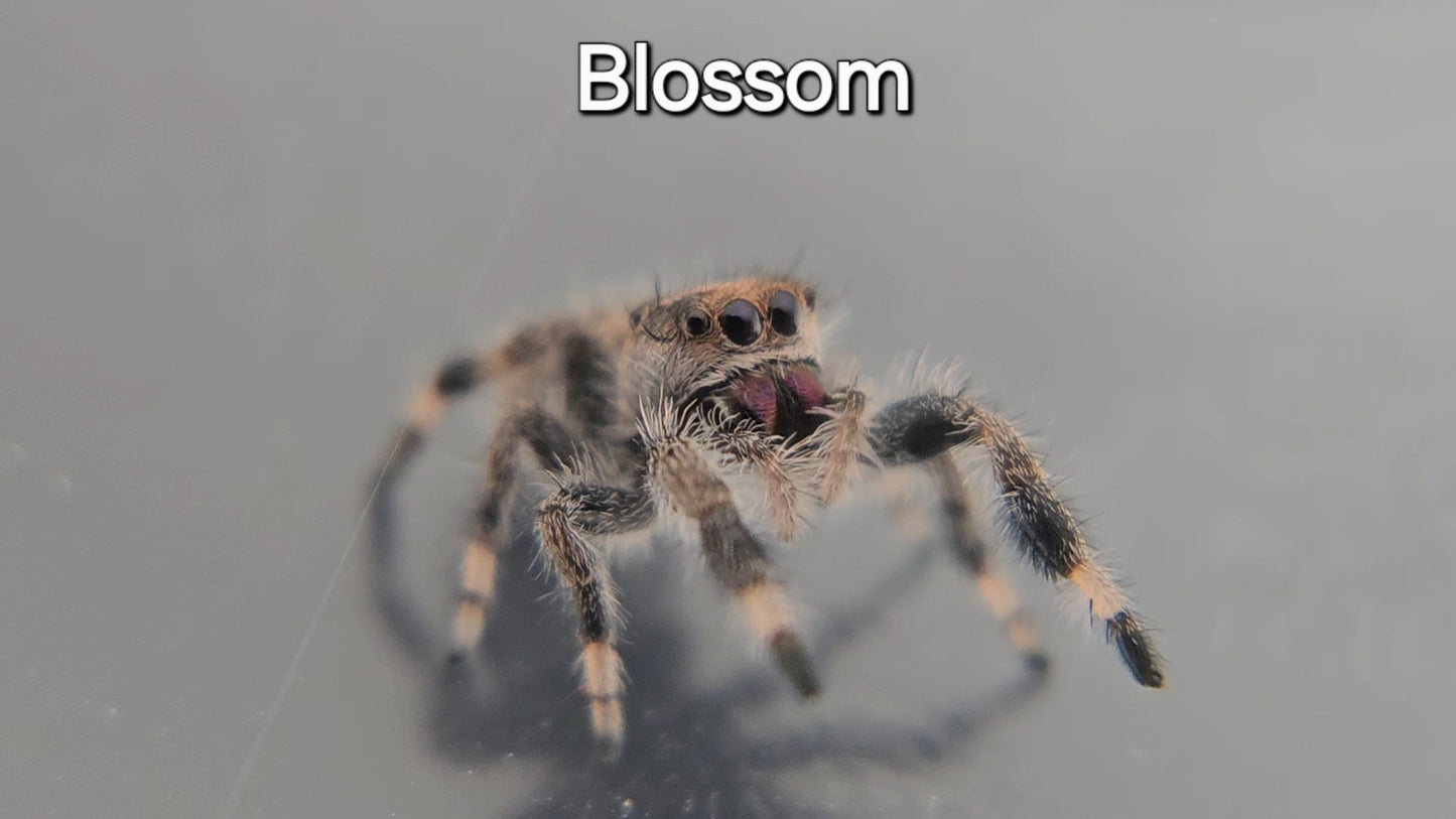 Blossom - Female Regal Jumping Spider