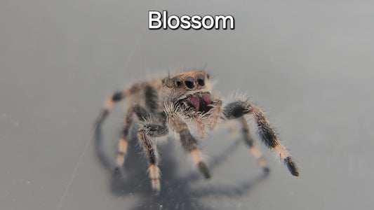 Blossom - Female Regal Jumping Spider