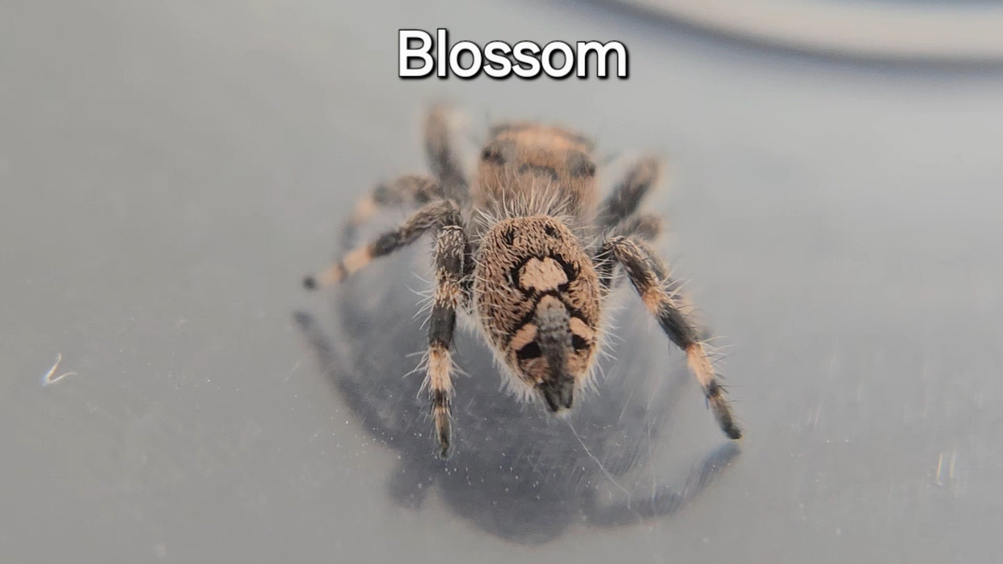 Blossom - Female Regal Jumping Spider