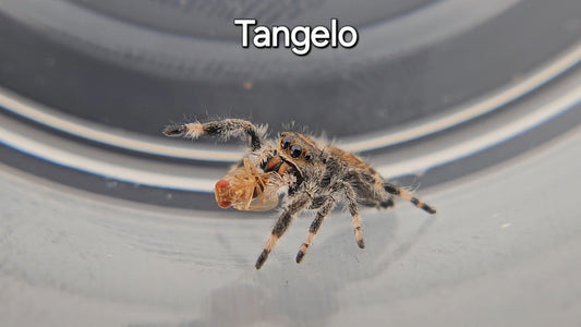 Tangelo - Female Regal Jumping Spider