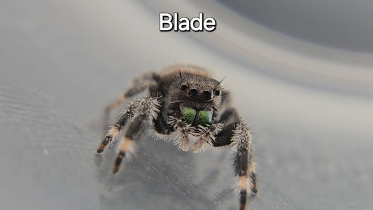 Blade - Male Regal Jumping Spider