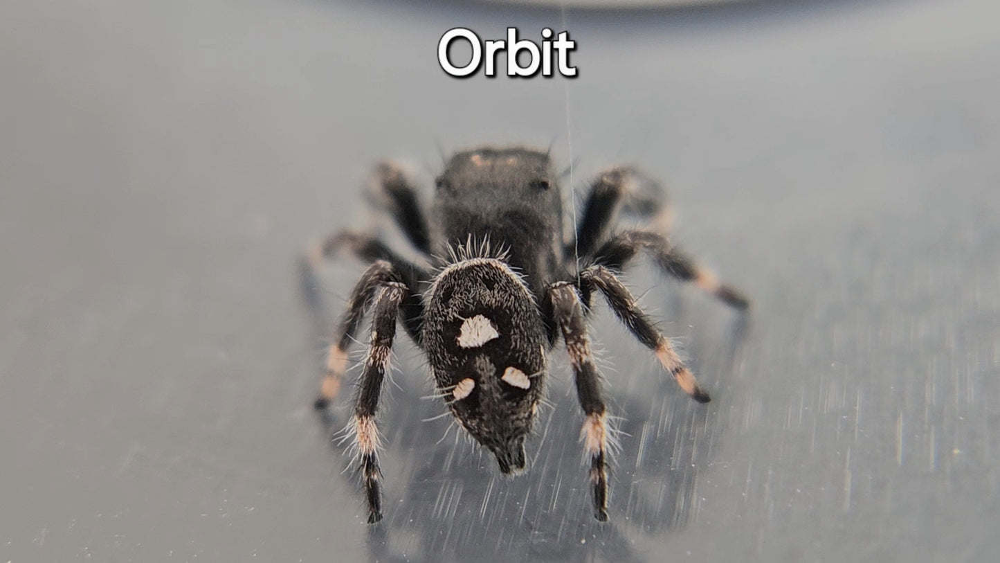 Orbit - Male Regal Jumping Spider