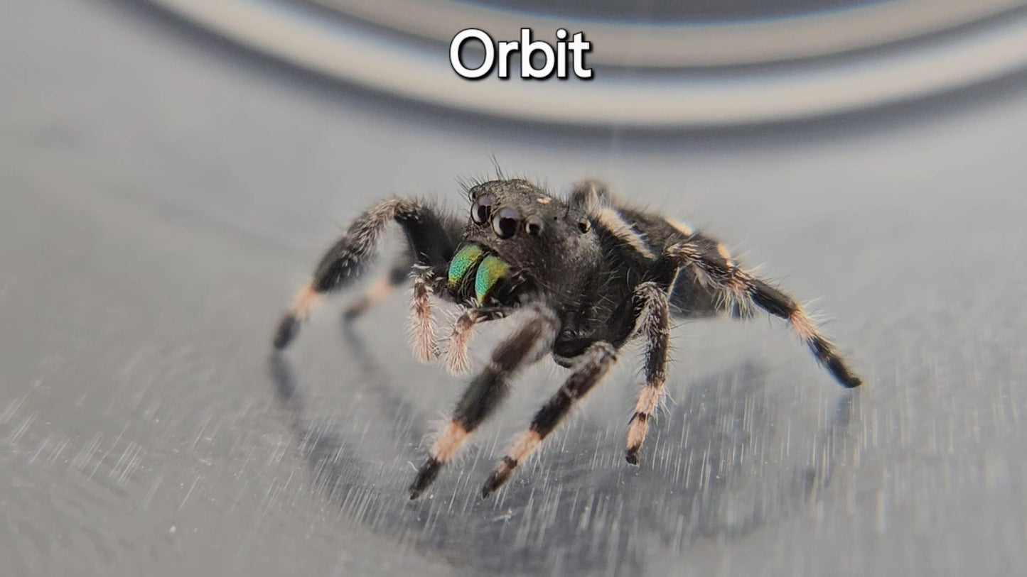 Orbit - Male Regal Jumping Spider