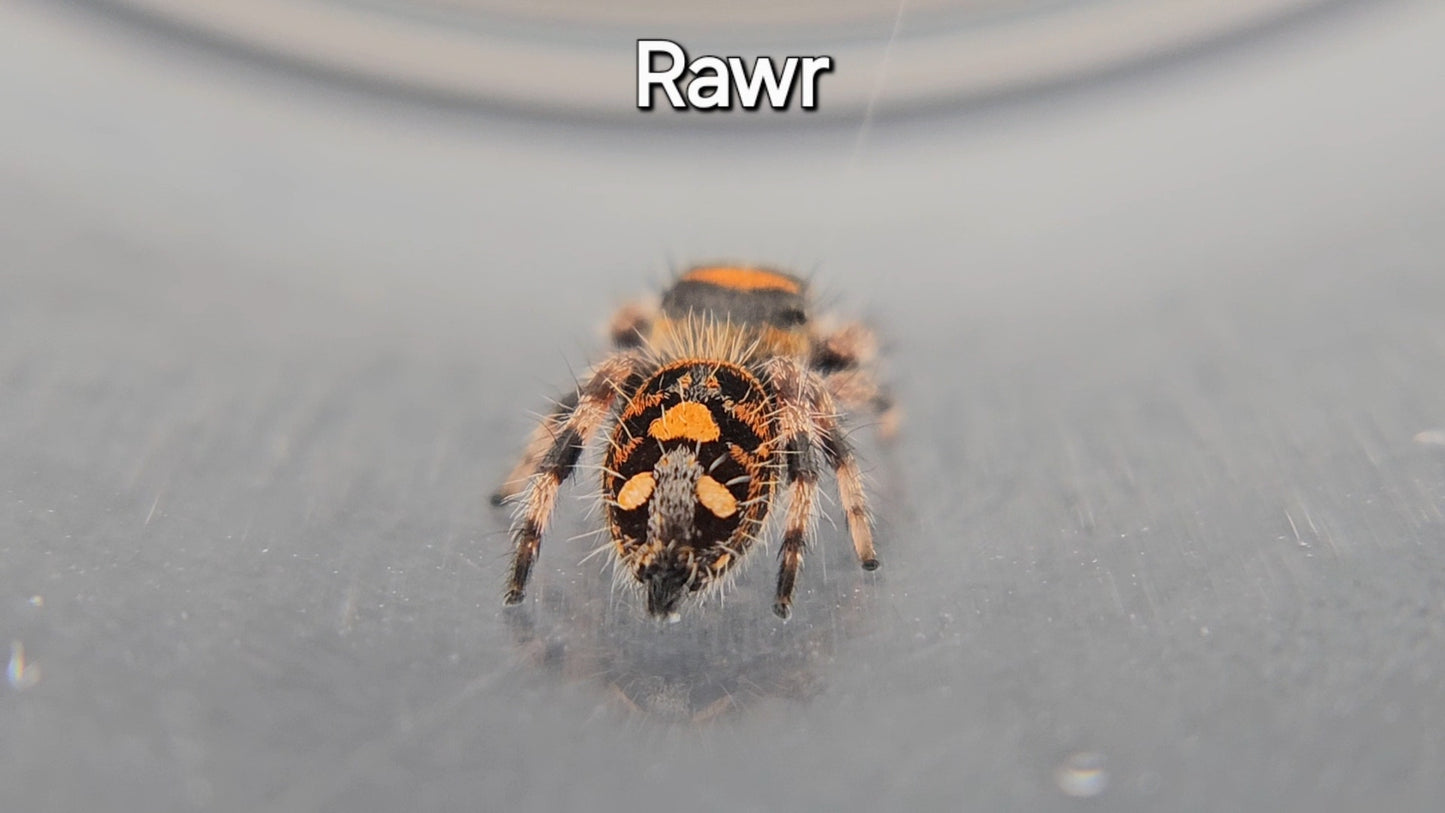 Rawr - Female Regal Jumping Spider