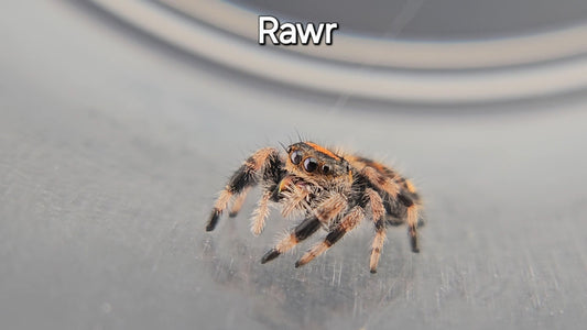 Rawr - Female Regal Jumping Spider