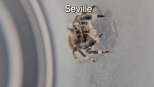 Seville - Female Regal Jumping Spider