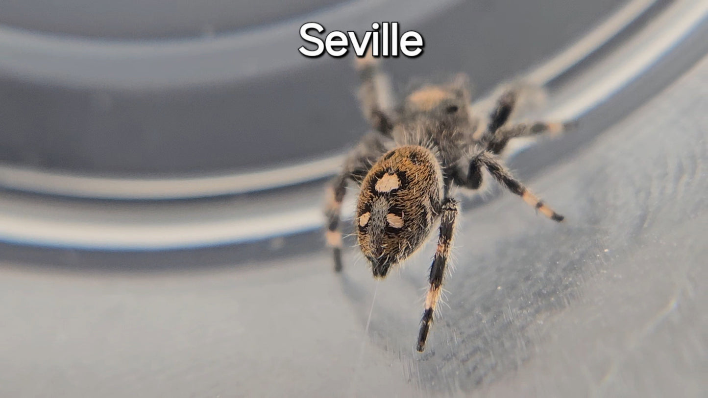 Seville - Female Regal Jumping Spider