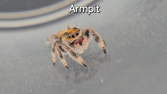 Armpit - Female Regal Jumping Spider